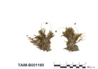 藏品(四川澤苔)的圖片